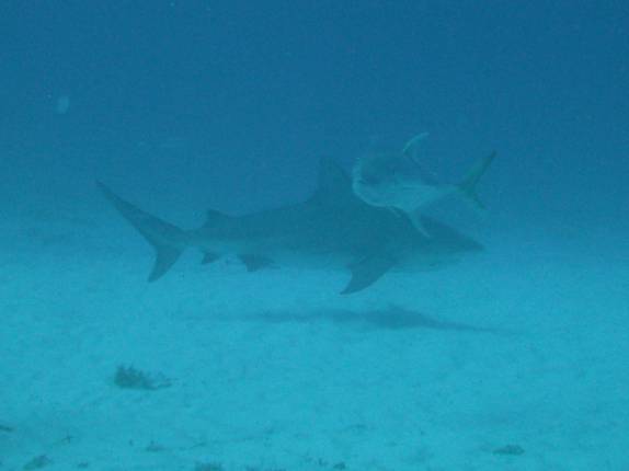 Peixe parece fugir assustado de tubarão touro, durante mergulho em Playa del Carmen, no litoral do Yucatán, no México